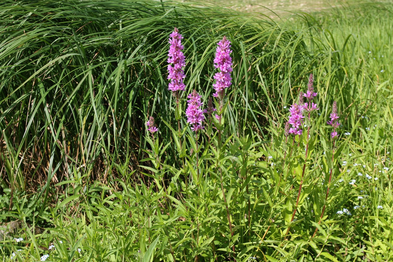 Изображение особи Lythrum salicaria.