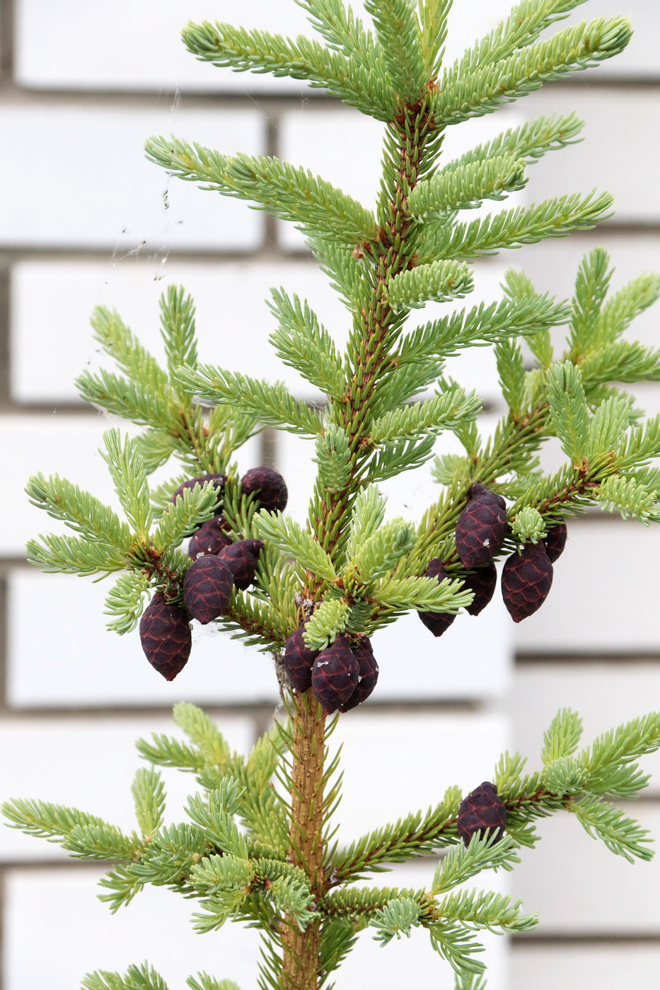 Image of Picea omorika specimen.