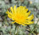 Crepis crocea