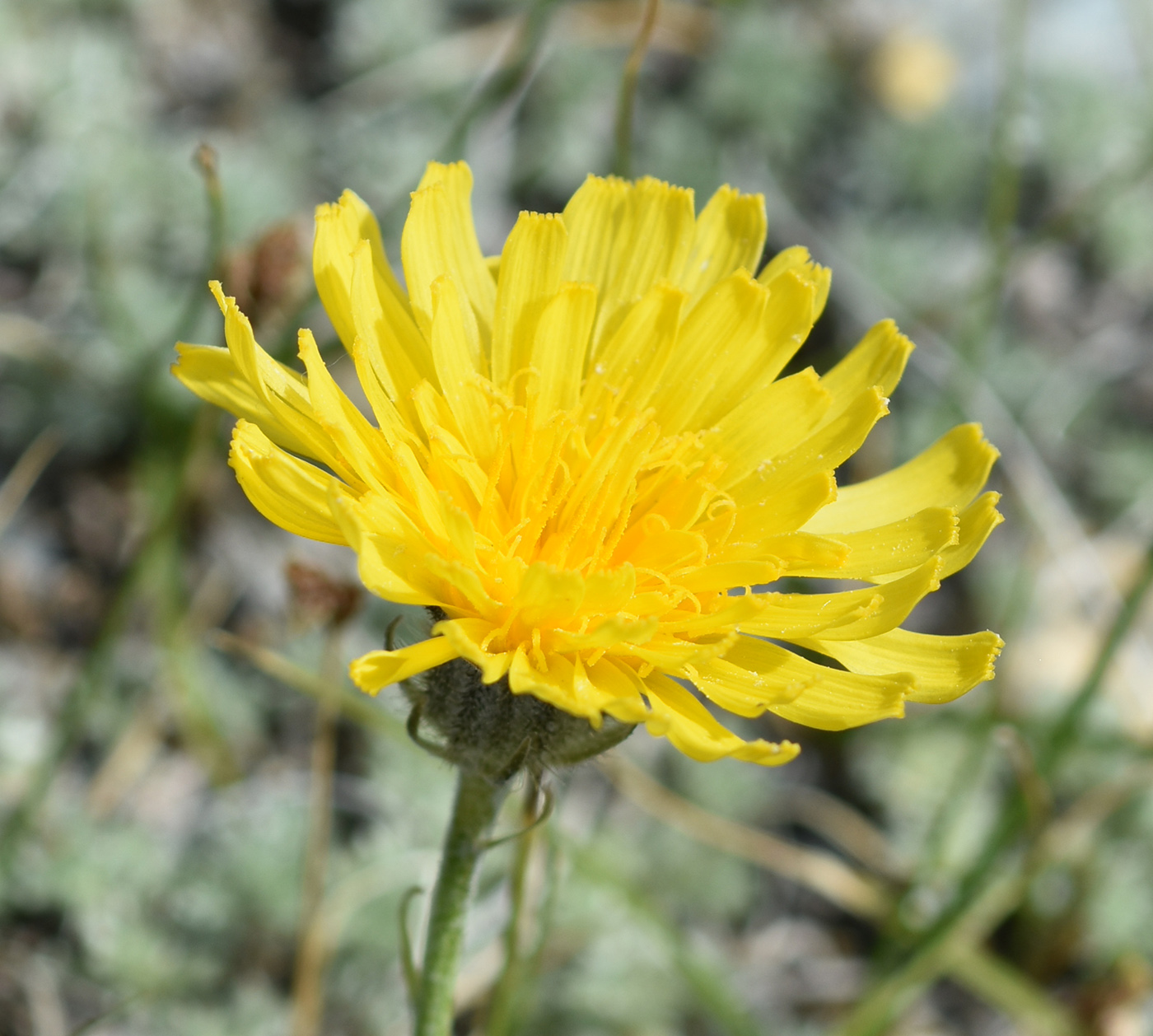 Изображение особи Crepis crocea.