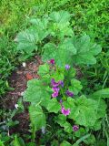 Malva mauritiana