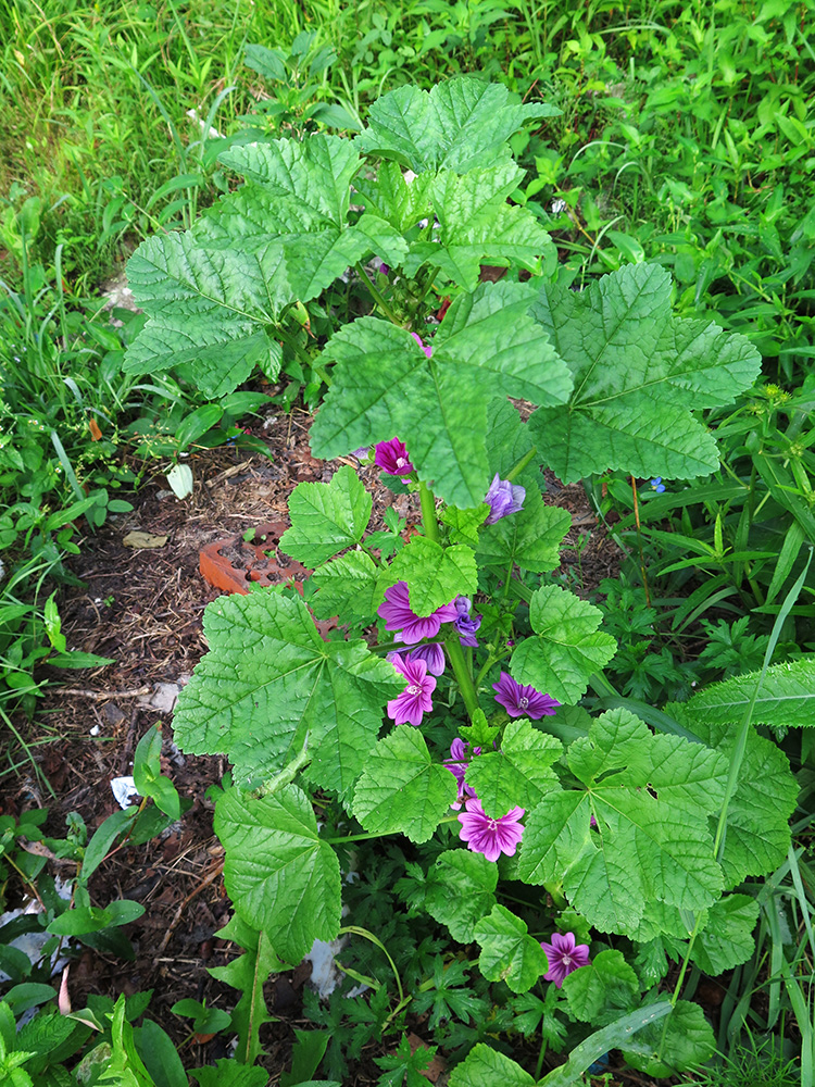 Изображение особи Malva mauritiana.