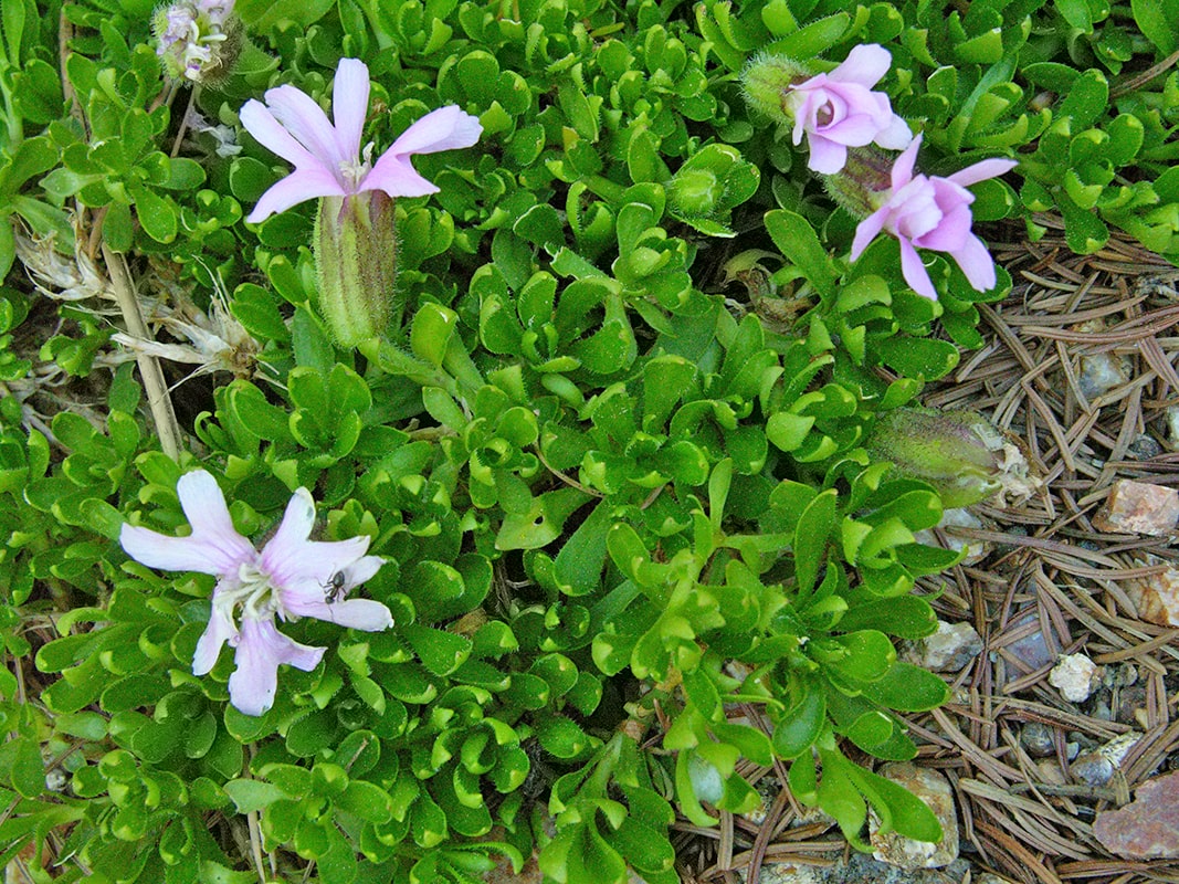 Изображение особи Silene davidii.