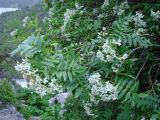 Sorbus tianschanica. Ветви с соцветиями. Узбекистан, Джизакская обл., северный склон Туркестанского хребта, Зааминский национальный парк, выше санатория \"Заамин\", урочище Шарылдак, берег ручья, около 2050 м н.у.м. 05.06.2012.