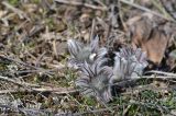 род Pulsatilla