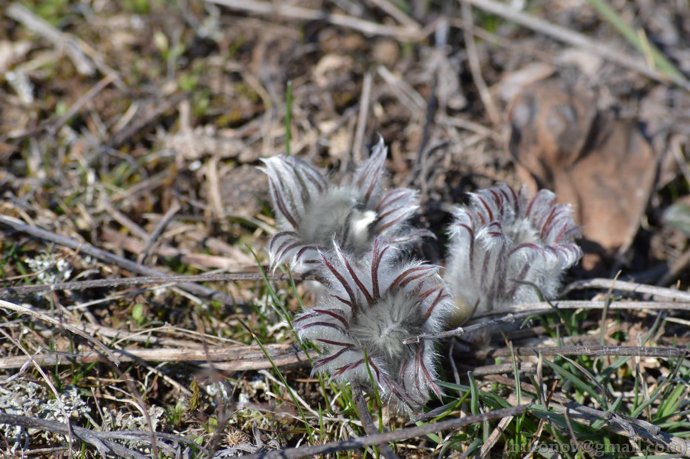 Изображение особи род Pulsatilla.