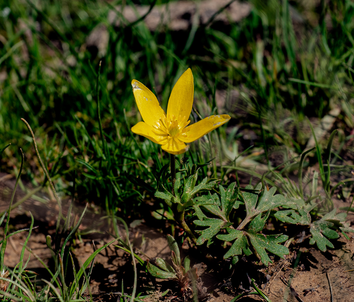 Изображение особи Anemone petiolulosa.