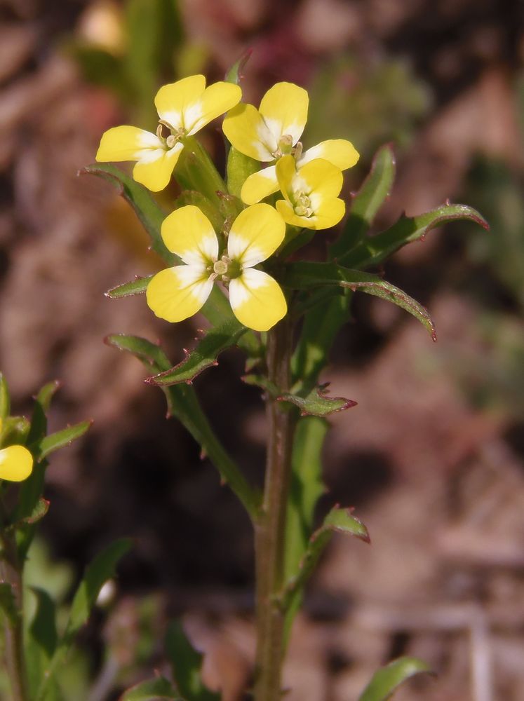 Image of Erysimum repandum specimen.