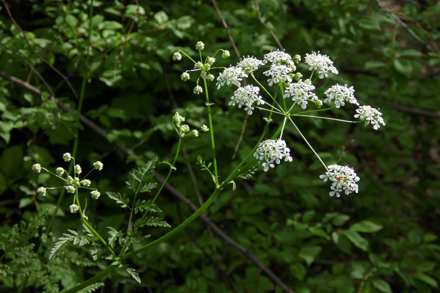 Image of Anthriscus sylvestris specimen.