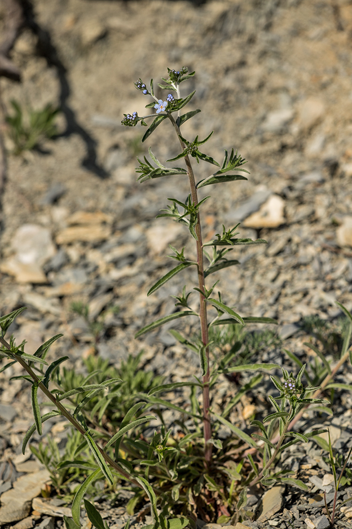 Image of genus Lappula specimen.