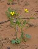 Ranunculus oxyspermus
