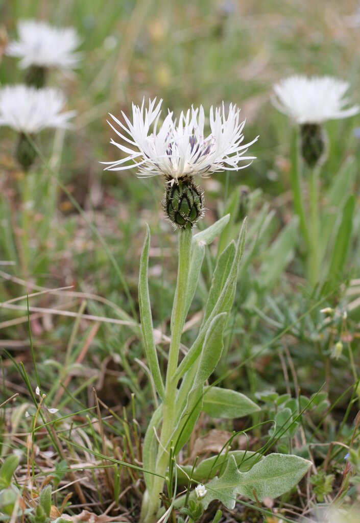 Изображение особи Centaurea thirkei.