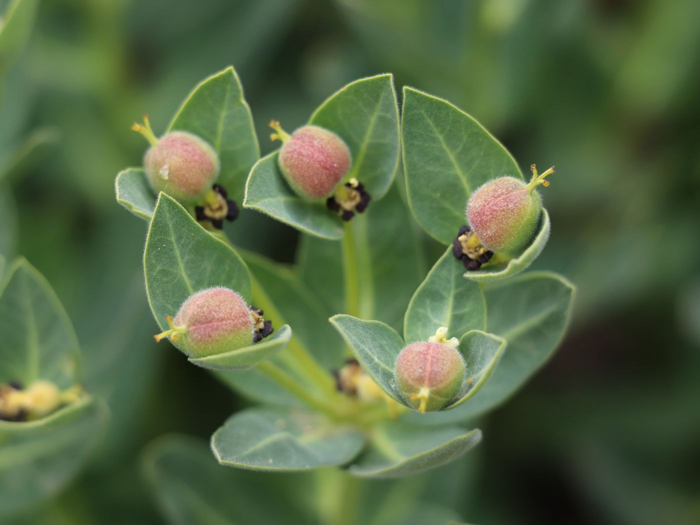 Изображение особи Euphorbia sarawschanica.