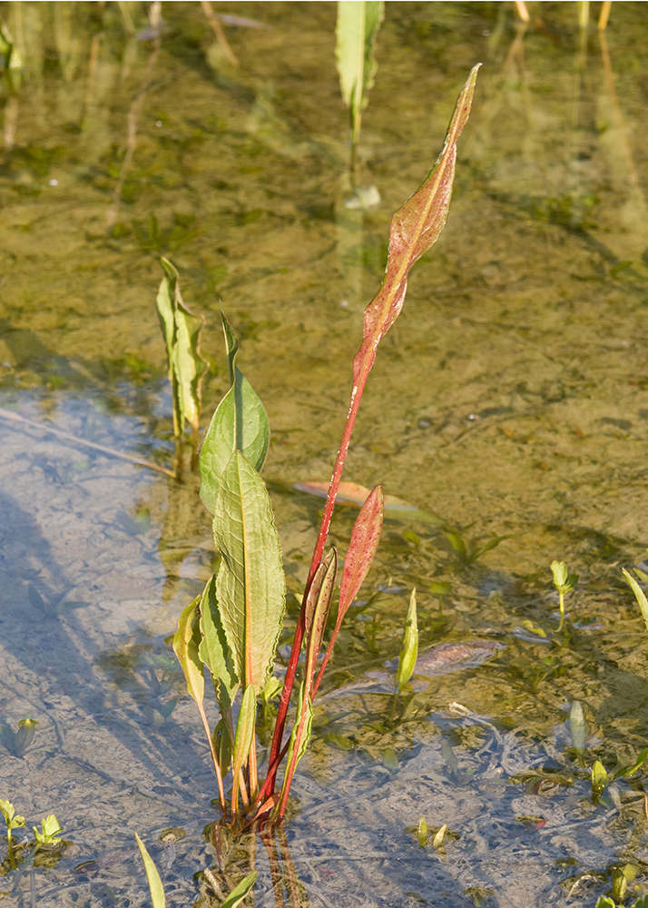 Изображение особи Rumex hydrolapathum.