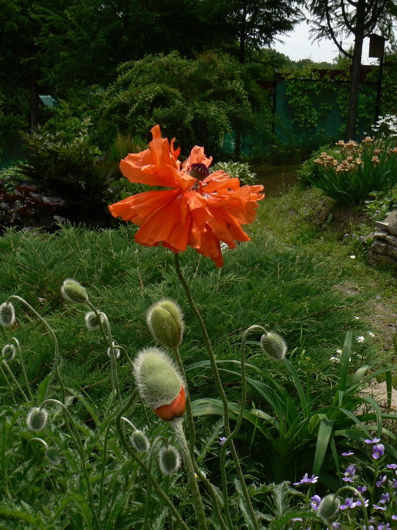 Image of Papaver orientale specimen.