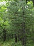 Pinus koraiensis. Молодые деревья в смешанном лесу. Приморский край, Лазовский р-н, Лазовский заповедник, 2 км южнее кордона Америка. 17.08.2009.