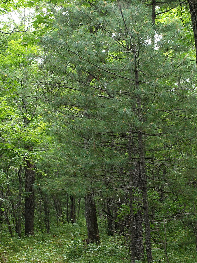 Image of Pinus koraiensis specimen.