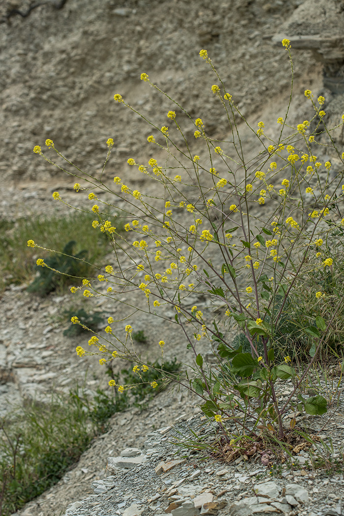 Image of Rapistrum rugosum specimen.