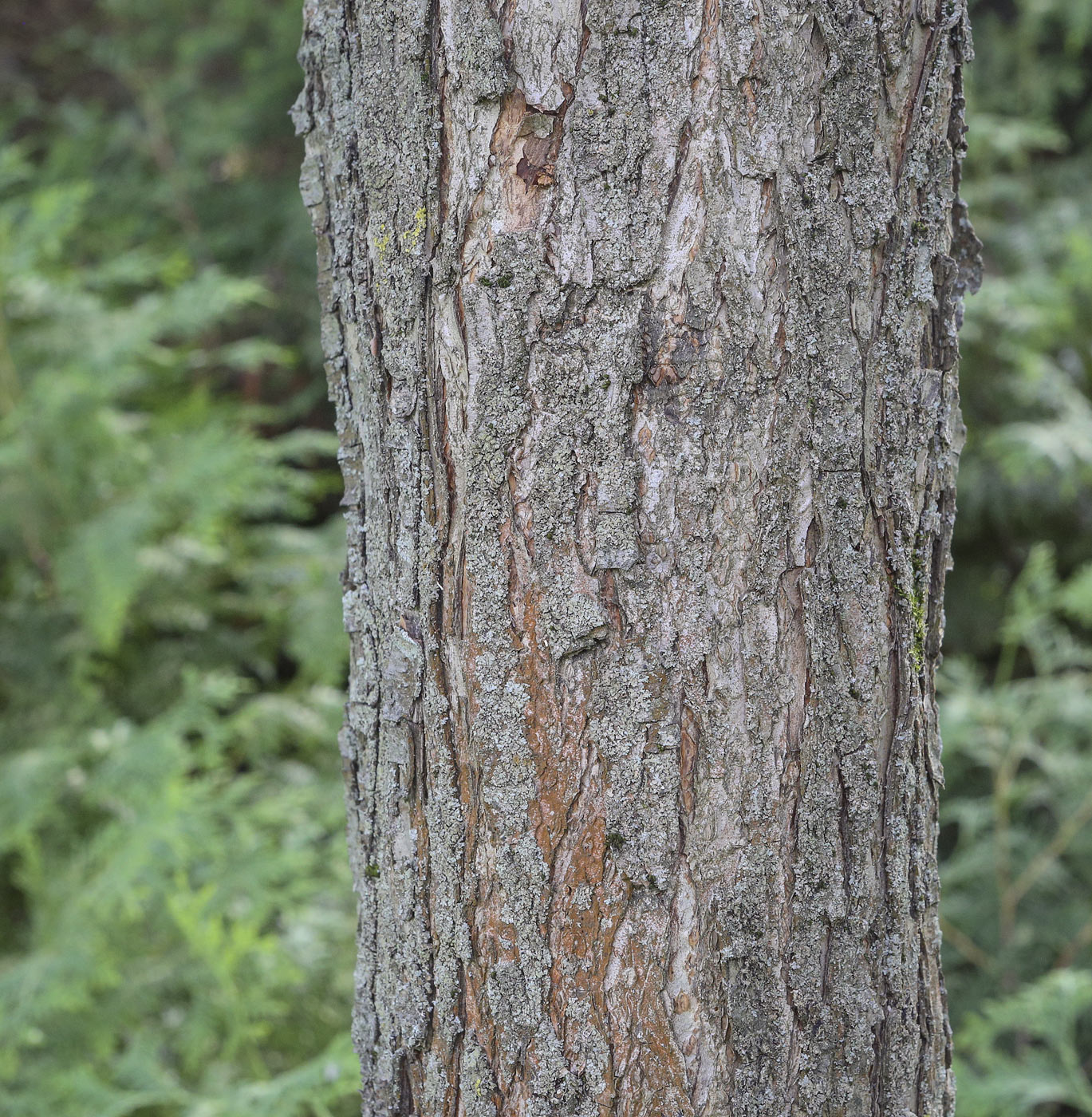 Image of Pyrus salicifolia specimen.