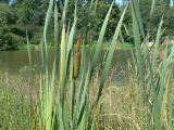 Typha latifolia