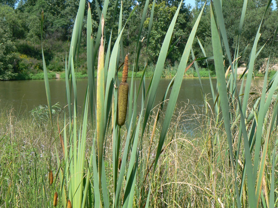 Изображение особи Typha latifolia.