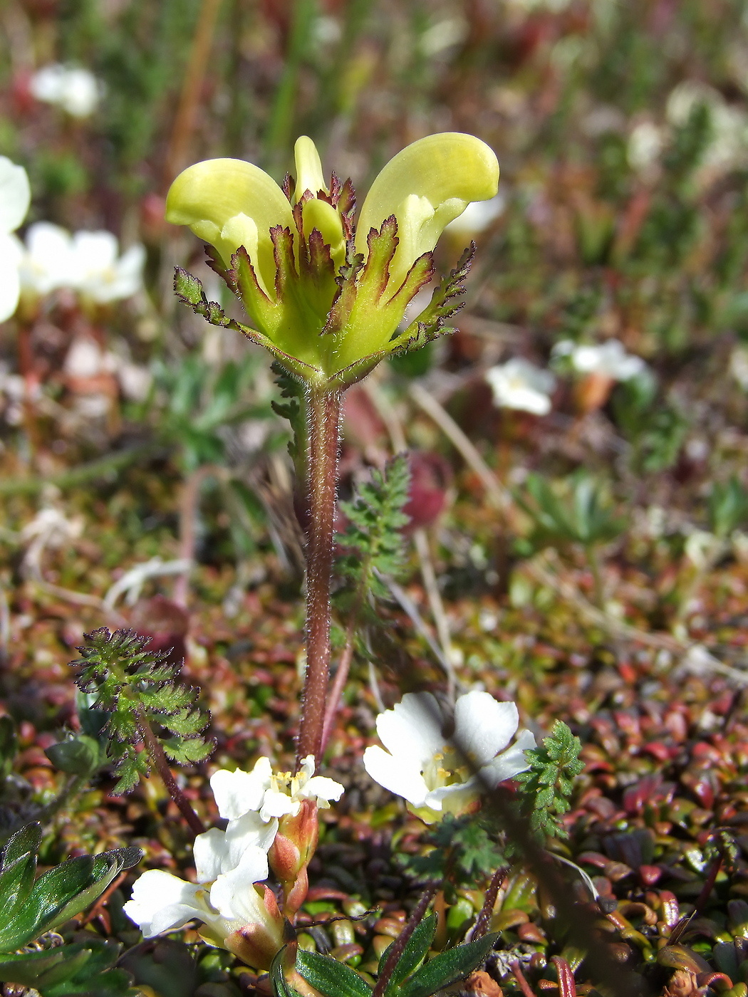 Image of Pedicularis capitata specimen.