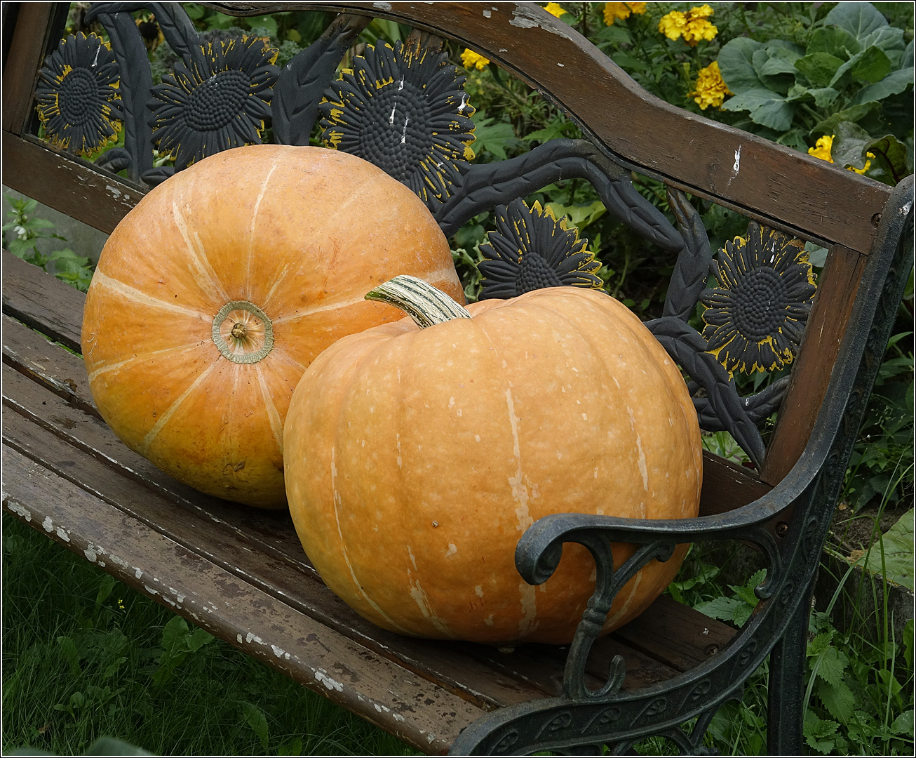 Image of Cucurbita pepo specimen.