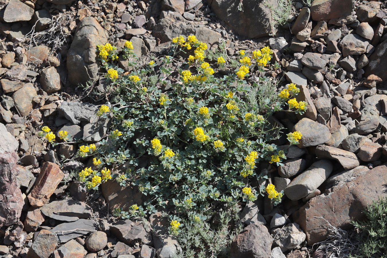 Image of Melilotoides cretacea specimen.