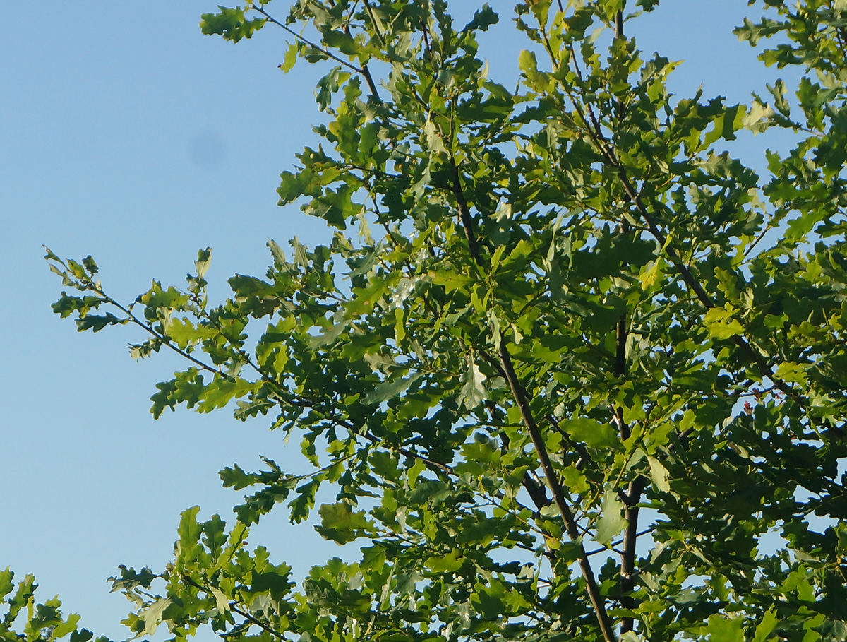 Image of Quercus robur specimen.