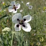 Papaver albiflorum