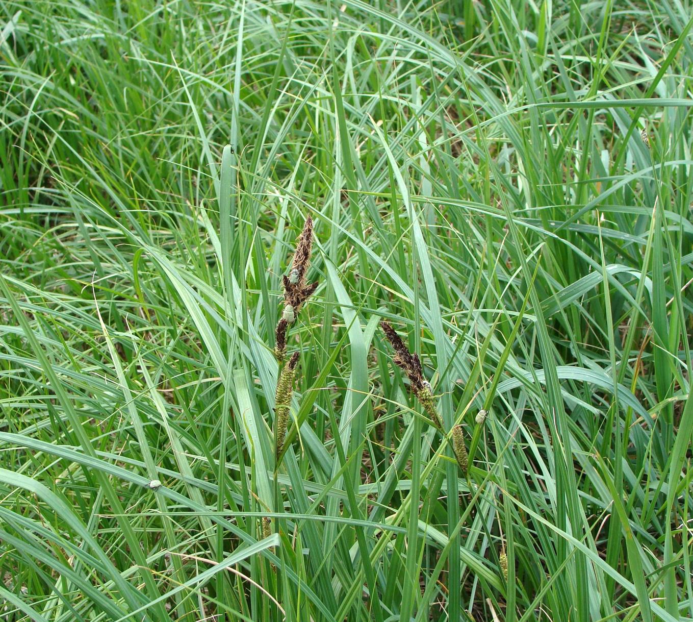 Image of Carex acutiformis specimen.