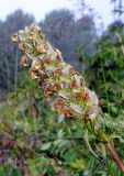 Pedicularis compacta