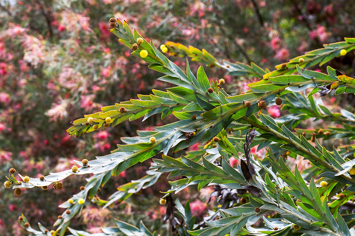 Изображение особи Acacia glaucoptera.