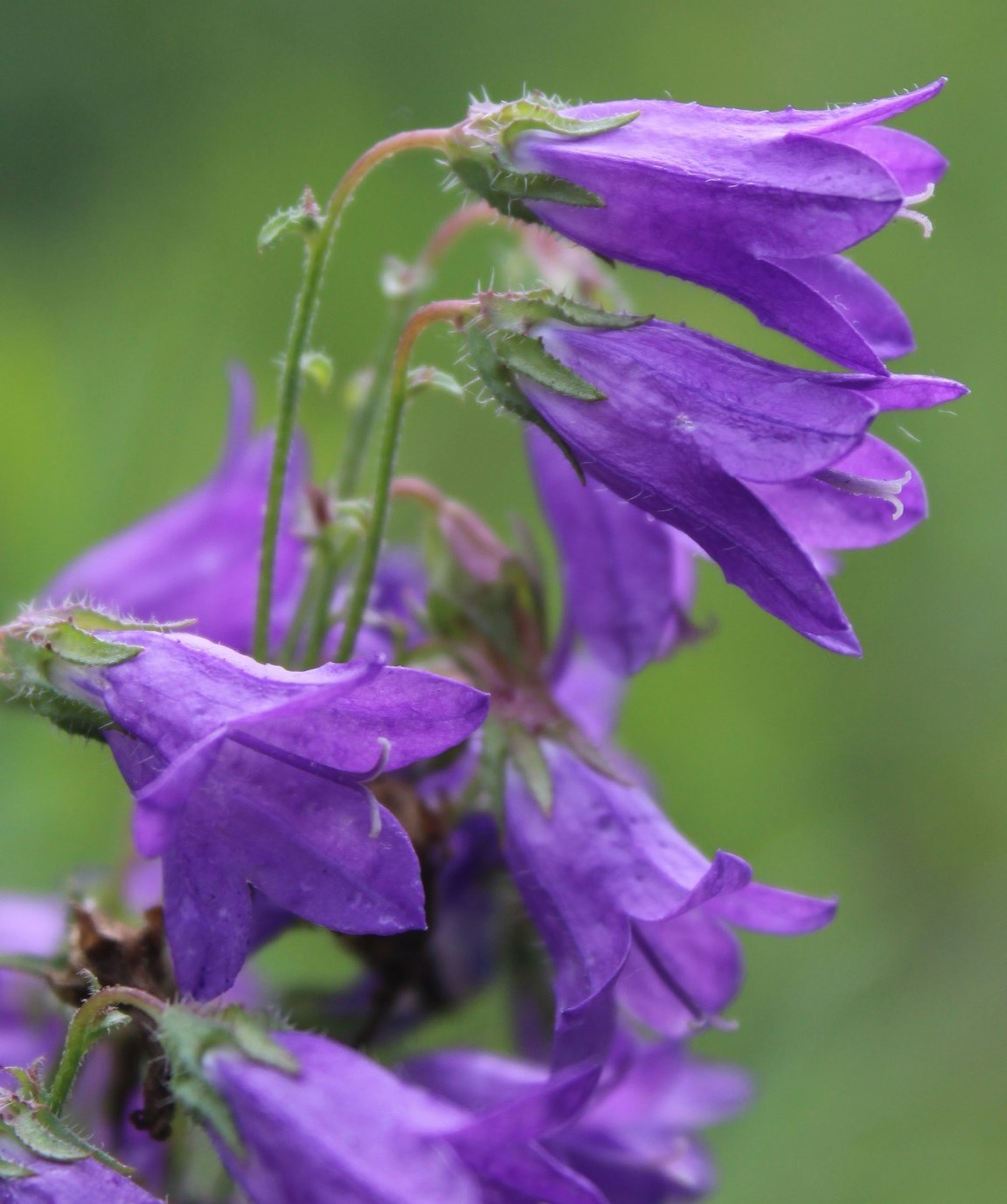 Image of Campanula sibirica specimen.