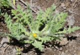 Centaurea benedicta