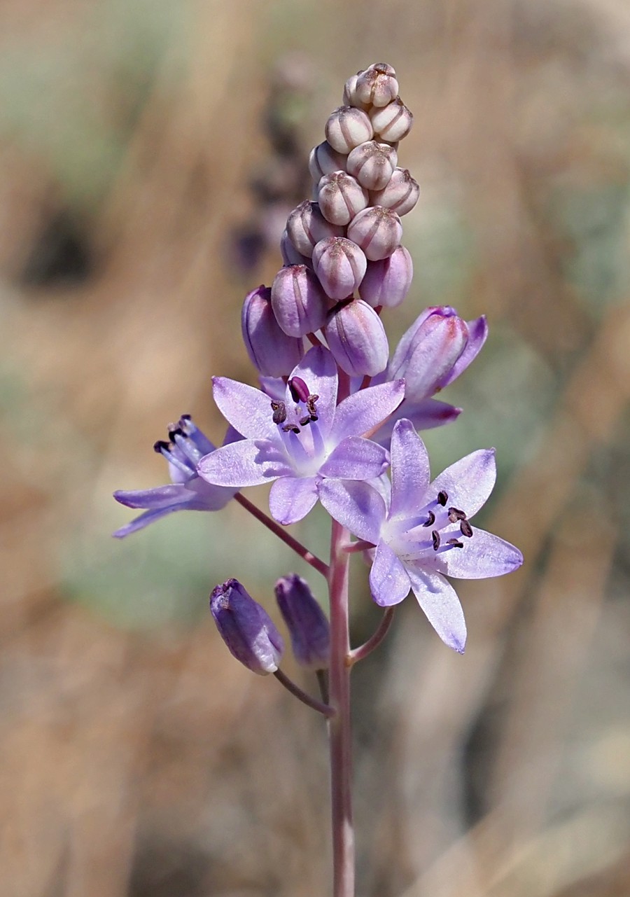 Image of Prospero autumnale specimen.