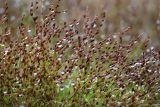 Juncus bufonius. Верхушки плодоносящих растений в каплях дождя. Коми, Сыктывдинский р-н, окр. пос. Еляты, искуственный водоём, песчаный берег. 21.10.2019.