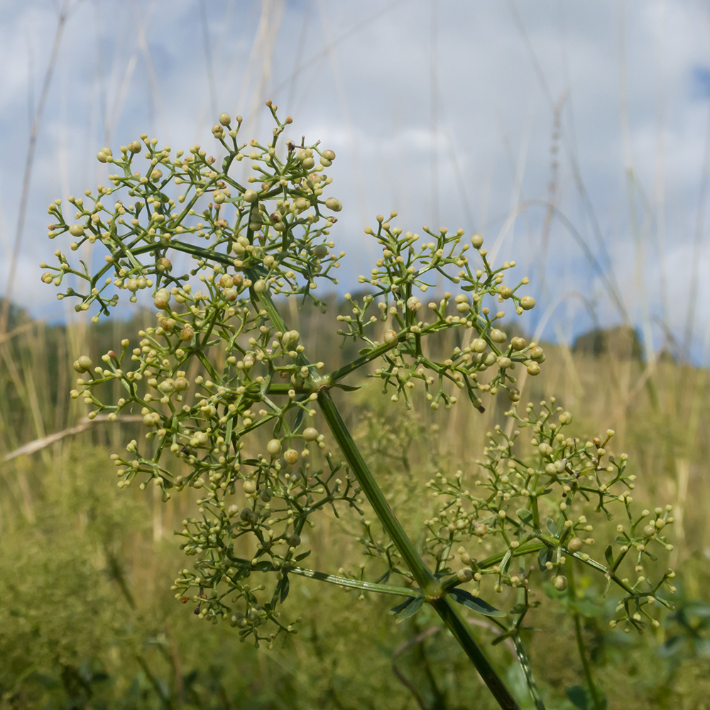 Изображение особи Galium valantioides.