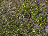 Potentilla anserina ssp. groenlandica