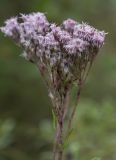 Eupatorium lindleyanum