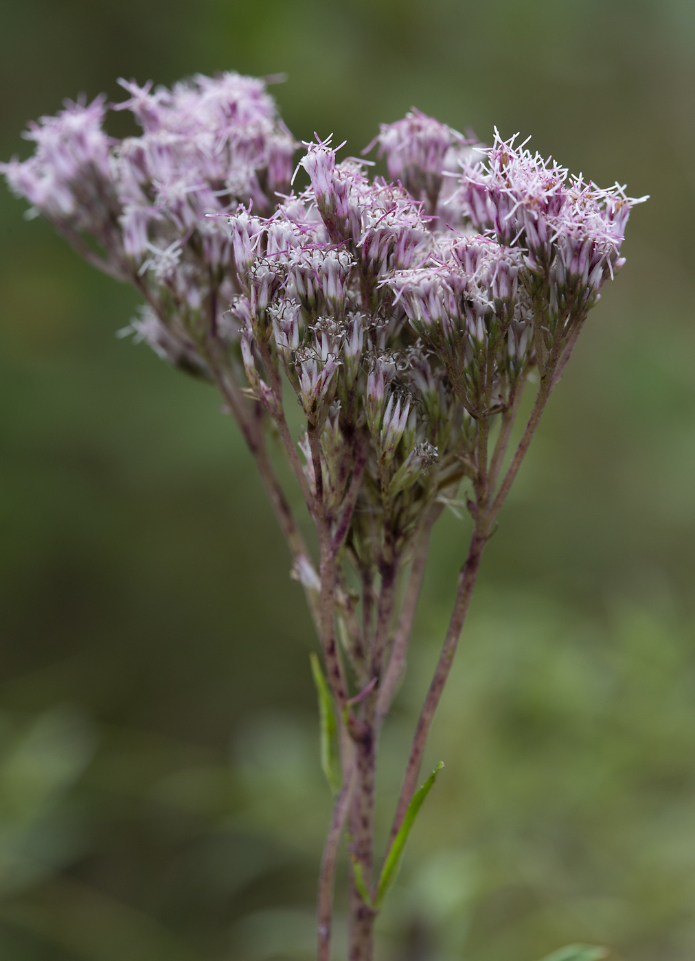 Изображение особи Eupatorium lindleyanum.