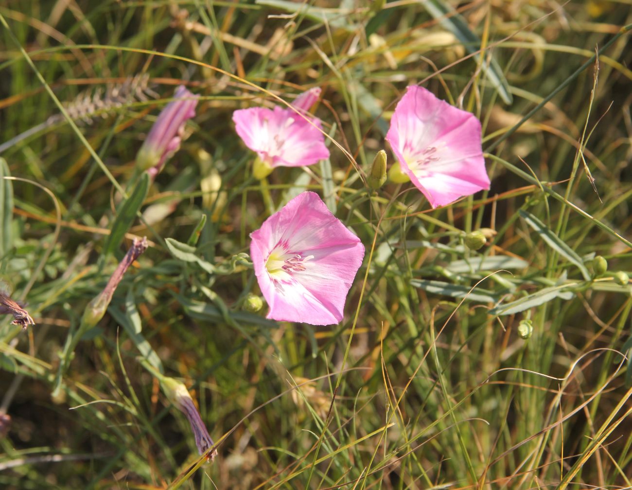 Изображение особи Convolvulus chinensis.