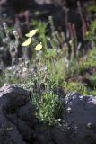 Papaver lapponicum subspecies orientale. Цветущее растение. Таймыр, окр. оз. Таймыр, мыс Саблера, тундра. 1-3 августа 2013 г.