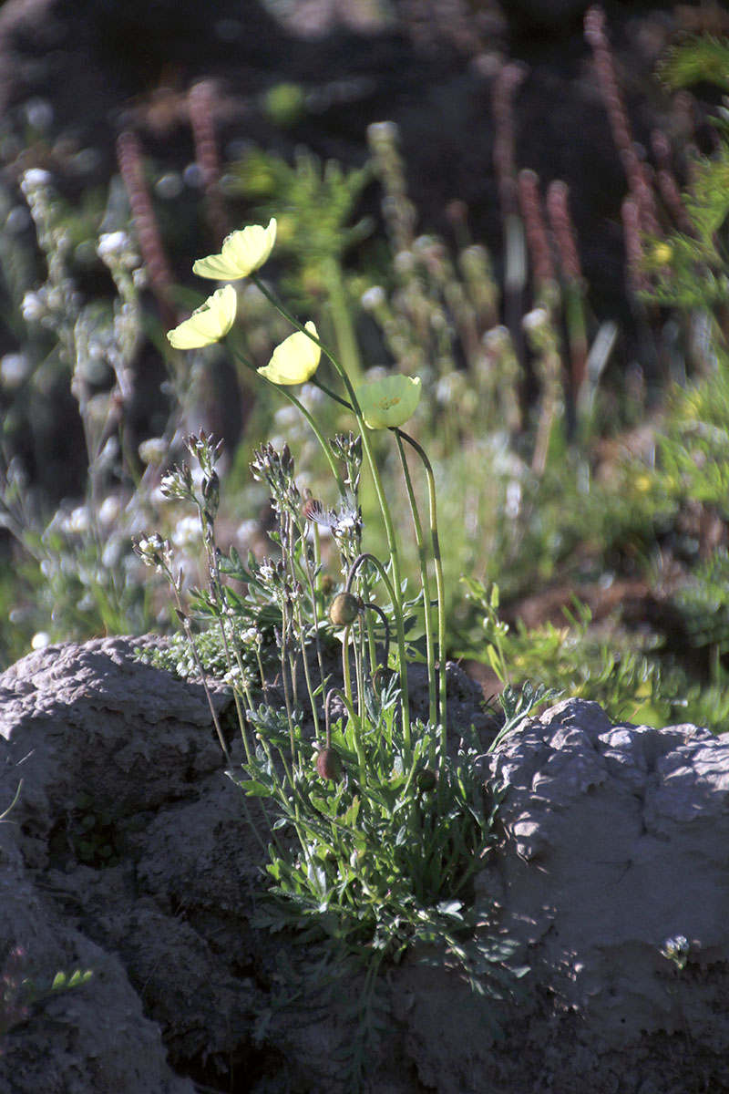 Image of Papaver lapponicum ssp. orientale specimen.