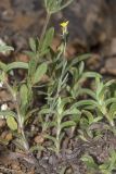 Linaria simplex