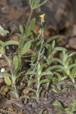 Linaria simplex. Цветущее растение среди молодой поросли неизвестных растений. Крым, Бахчисарайский р-н, окр. пгт Куйбышево, склон каменистого холма. 02.05.2022.