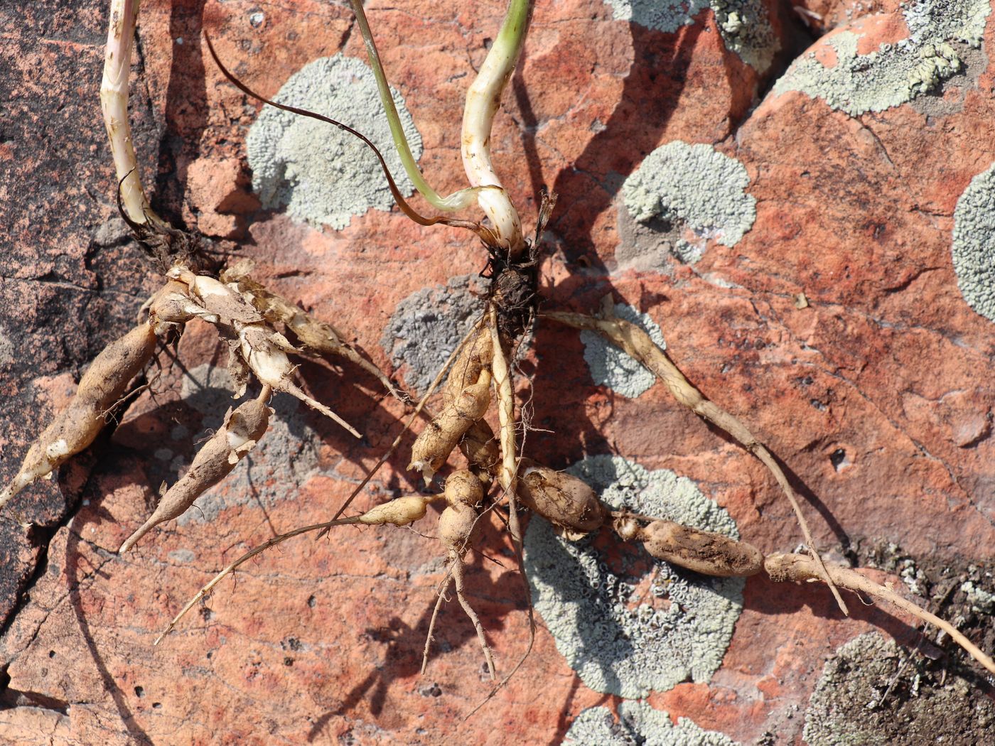 Image of Kamelinia tianschanica specimen.