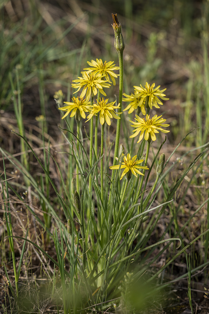 Image of Scorzonera mollis specimen.