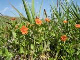 Anagallis arvensis