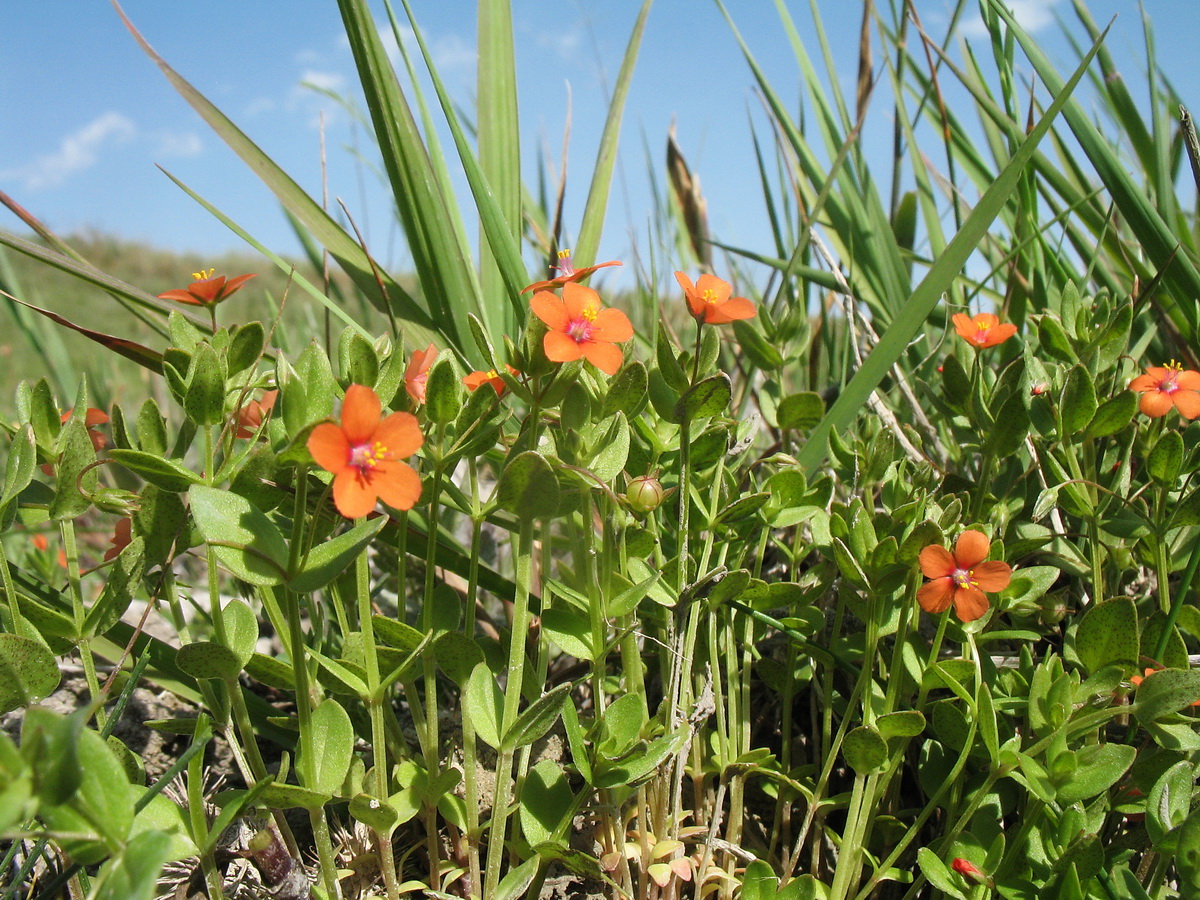 Изображение особи Anagallis arvensis.